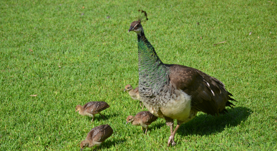 Alfred Corn –  Peahen