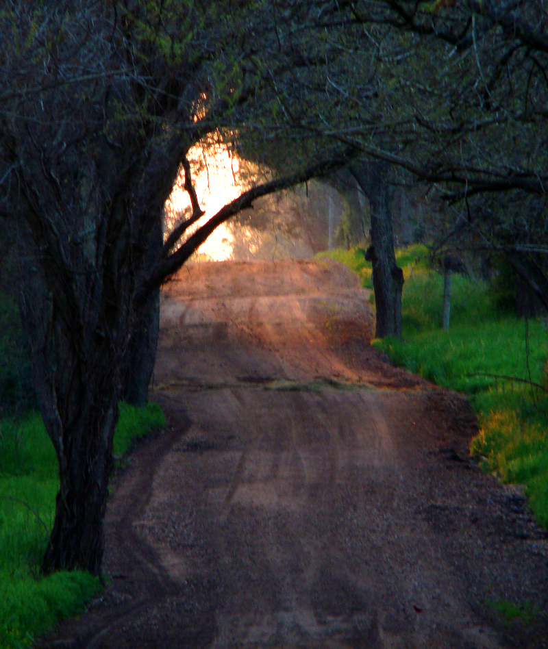 Up a Dirt Road by Christopher Woods