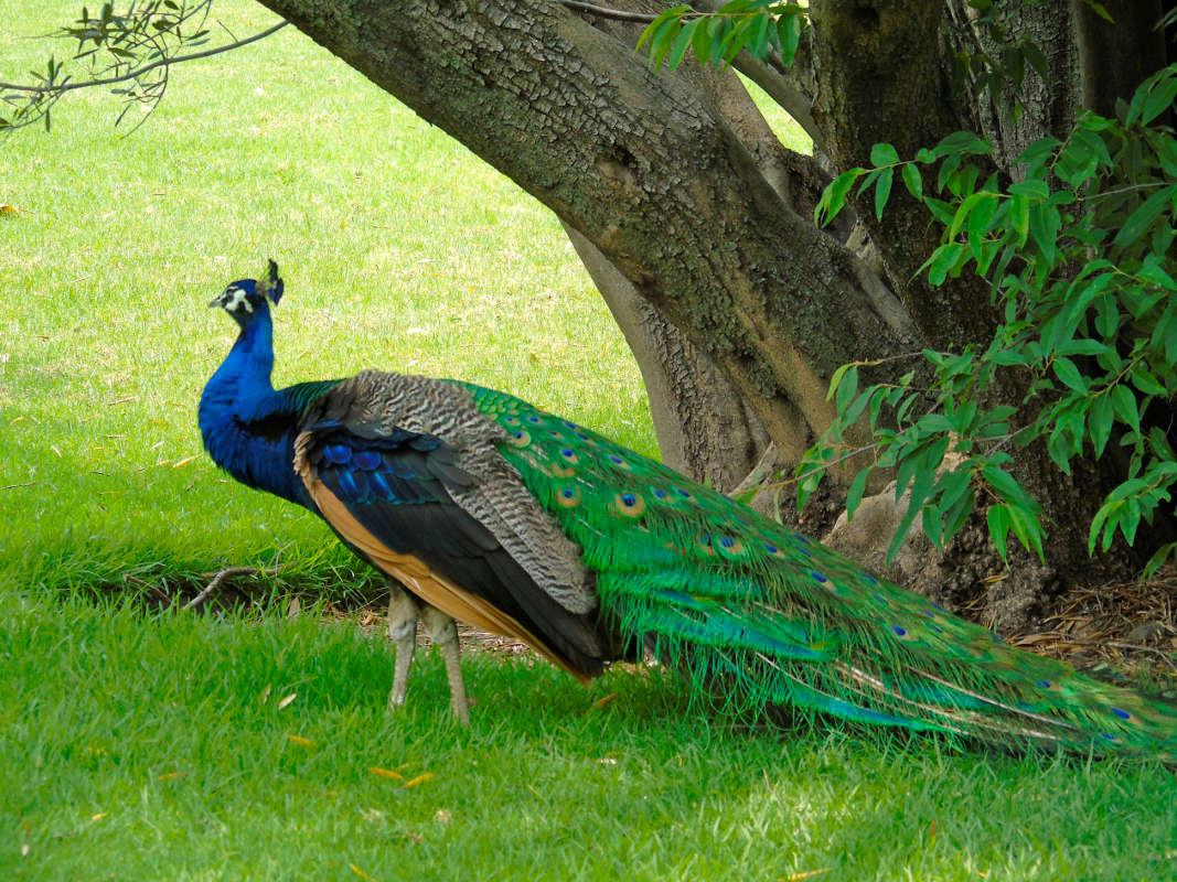 Peacock one by Lorette C. Luzajic