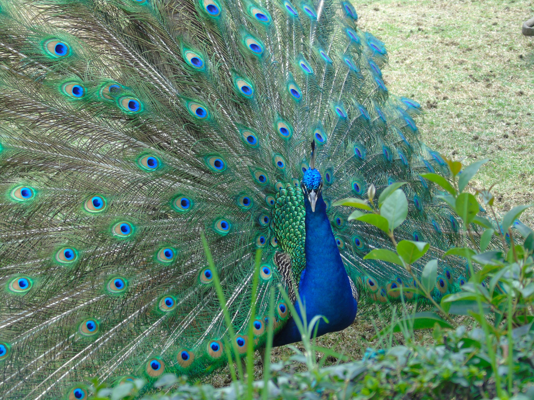 Peacock Two by Lorette C. Luzajic