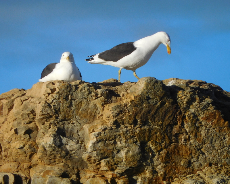 Pacific Gulls by Jane Williams