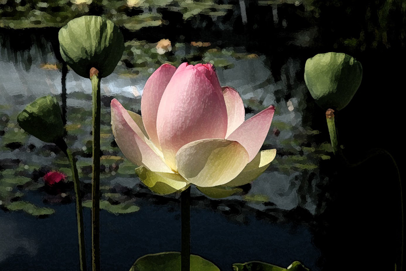  Lotus - Bronx Botanical Garden